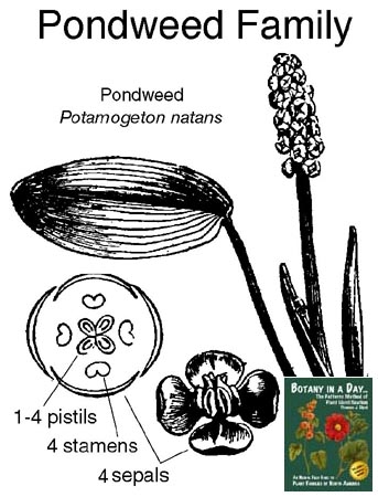 Potamogetonaceae: Pondweed Family Plant Identification Characteristics