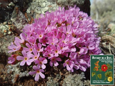 Douglasia montana. Rocky Mountain Dwarf Primrose.