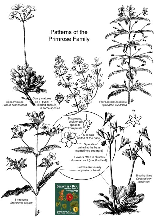 Primulaceae: Primrose Family Plant Identification Characteristics.