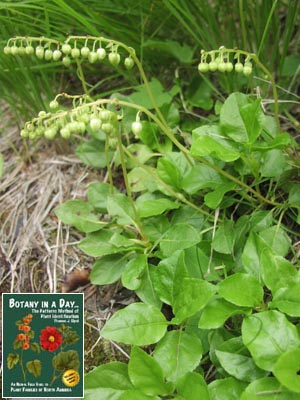 Orthilia secunda (Syn. Pyrola secunda). One-Sided Wintergreen.