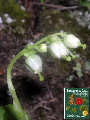  Orthilia secunda (Syn. Pyrola secunda). One-Sided Wintergreen.
