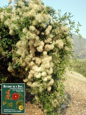 Clematis ligusticifolia. Western Virgin's Bower seed heads.