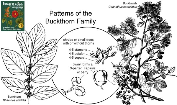 Rhamnaceae: Buckthorn Family Plant Identification Characteristics.
