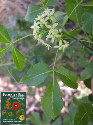 Ptelea trifoliata. Hop Tree.