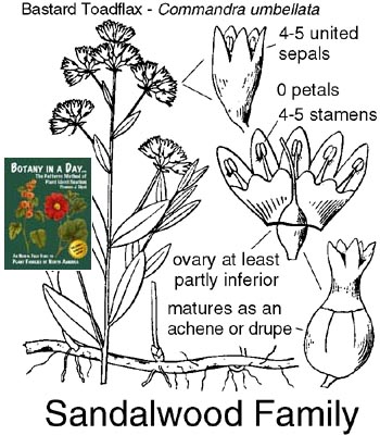 Santalaceae: Sandalwood Family Plant Identification Characteristics.