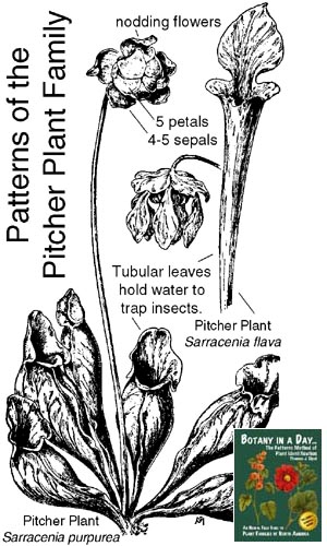 Sarraceniaceae: Pitcher Plant Family Plant Identification Characteristics.