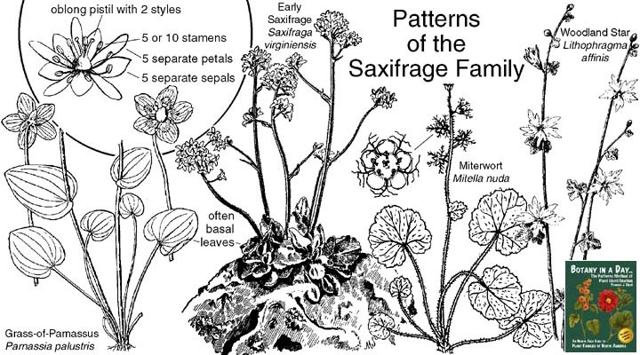 Saxifragaceae: Saxifrage Family Plant Identification Characteristics.