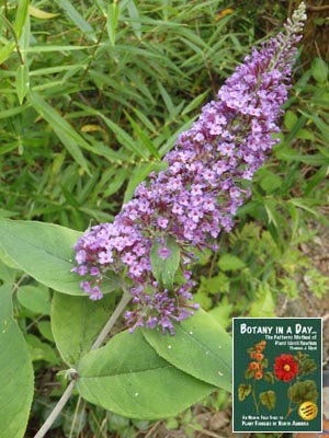 Butterfly Bush: Buddleia sp.