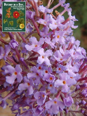 Butterfly Bush: Buddleia sp.