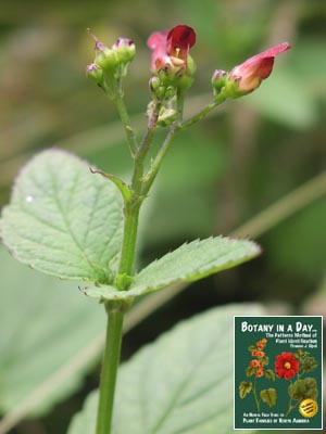 Scrophularia californica. California Figwort.