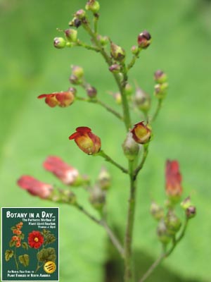 Scrophularia californica. California Figwort.