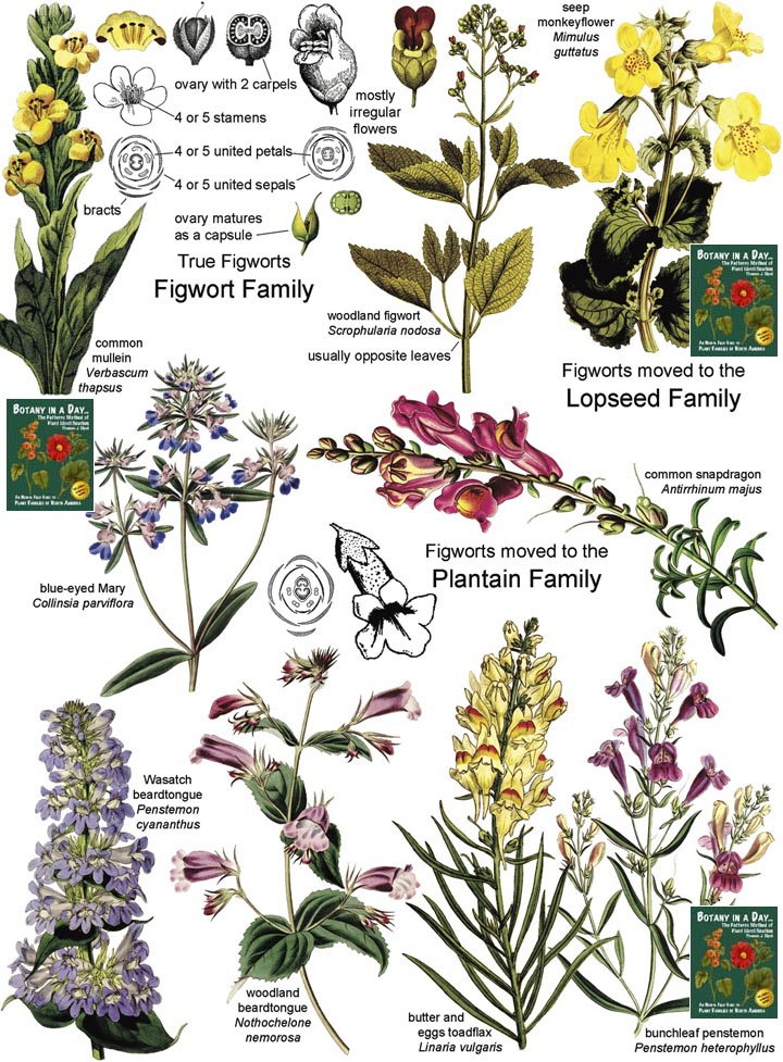 Scrophulariaceae: Figwort or Snapdragon Family Plant Identification Characteristics.