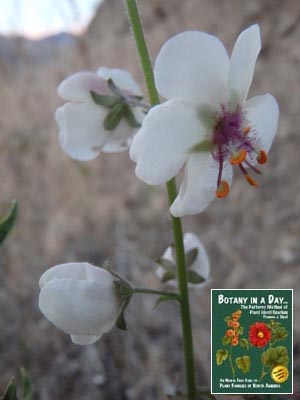  Verbascum blattaria. Moth Mullein.