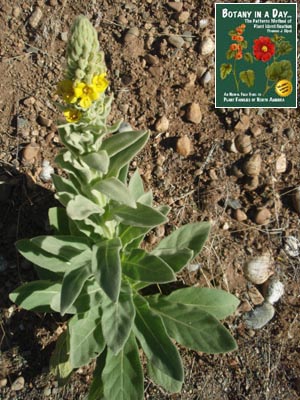 Verbascum thapsus. Mullein.