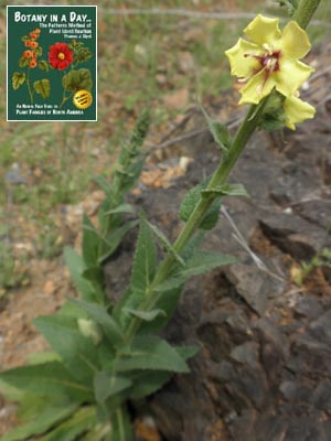 Verbascum virgatum. Wand Mullein.