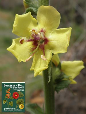 Verbascum virgatum. Wand Mullein.