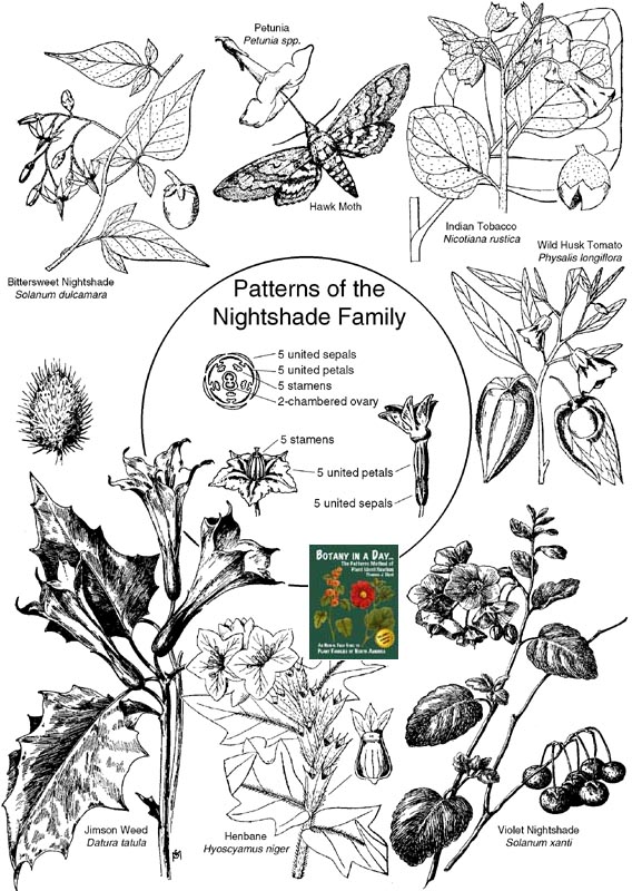 Solanaceae: Nightshade Family Plant Identification Characteristics.