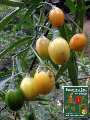 Large-flowered Kangaroo Apple: Solanum laciniatum.