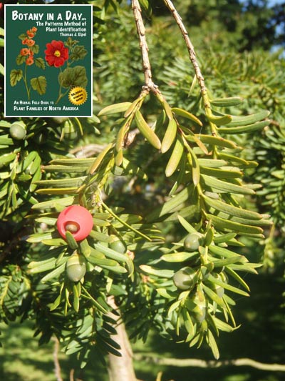  English Yew: Taxus baccata.