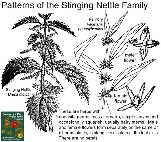 Urticaceae: Stinging Nettle Family Plant Identification Characteristics.