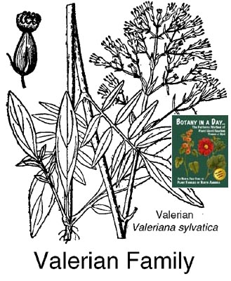 Valerianaceae: Valerian Family Plant Identification Characteristics.