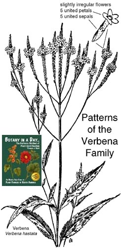 Verbenaceae: Verbena Family Plant Identification Characteristics.