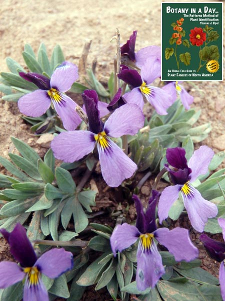 Viola trinervata. Sagebrush Violet.