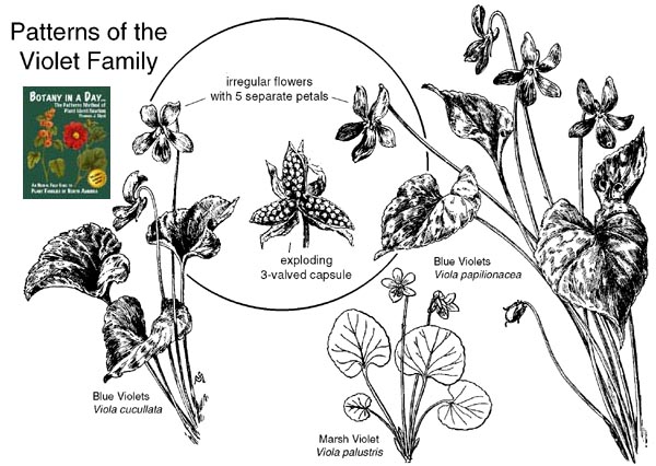 Violaceae: Violet Family Plant Identication Characteristics.