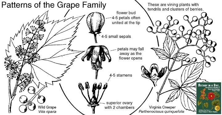 Vitaceae: Grape Family Plant Identification Characteristics.