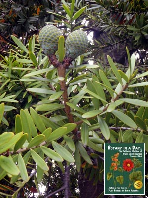 Kauri Tree: Agathis australis.