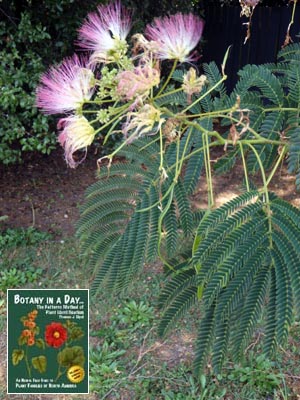 Silk Tree: Albizia sp.