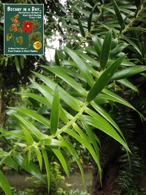 Bunya Pine: Araucaria bidwillii.