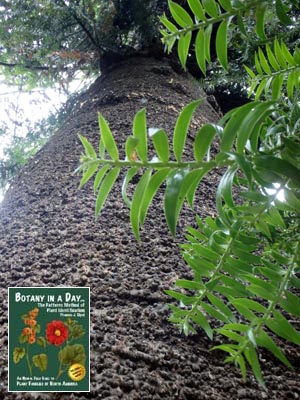 Bunya Pine: Araucaria bidwillii.