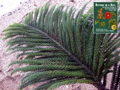 Norfolk Pine: Araucaria heterophylla.