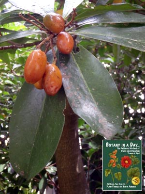 Karaka: Corynocarpus laevigata.
