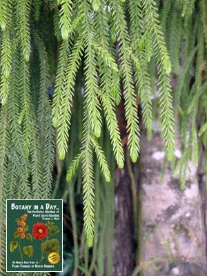 Rimu: Dacrydium cupressinum.