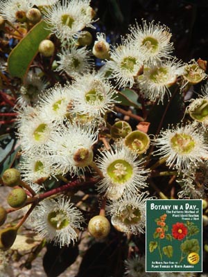 Eucalyptus: Eucalyptus sp..