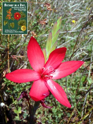 Crimson Flag: Hesperantha coccinea.