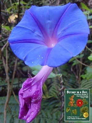 Purple Morning Glory: Ipomoea purpurea.