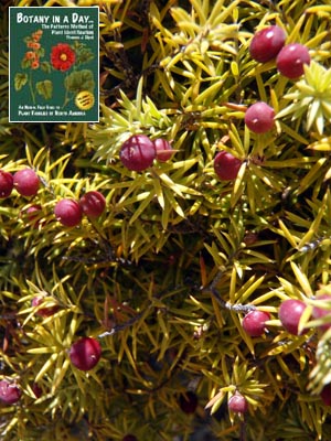 Prickly Heath: Leptecophylla juniperina.