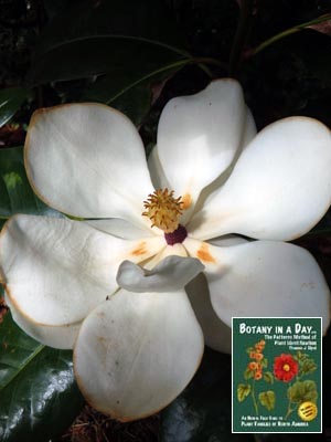 Magnolia: Magnolia sp.