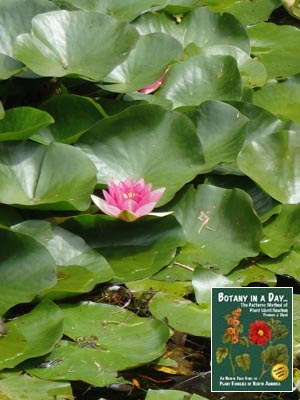 Pink Water Lily: Nymphaea pubescens.