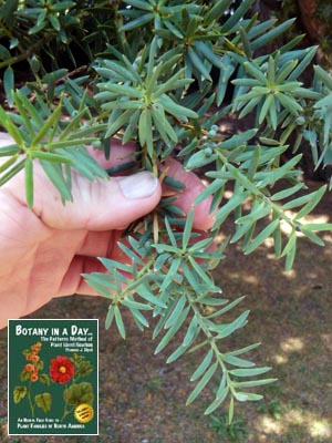Totara: Podocarpus totara.