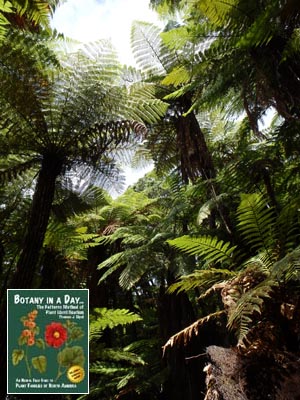 New Zealand Tree Ferns.