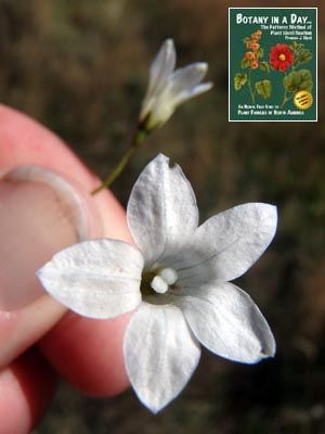 New Zealand Harebell: Wahlenbergia albomarginata.