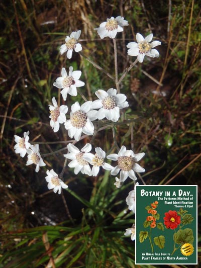 Sneezeweed yarrow: Achillea ptarmica.