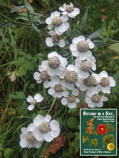  Sneezeweed yarrow: Achillea ptarmica.