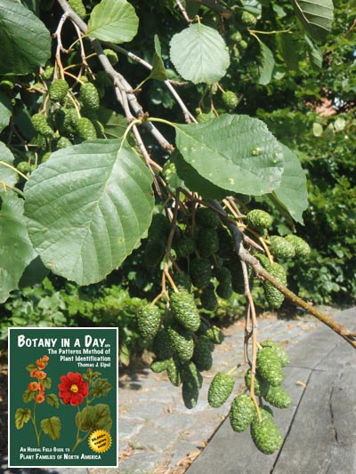 European Alder: Alnus glutinosa.