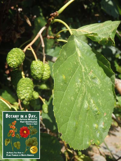 European Alder: Alnus glutinosa.