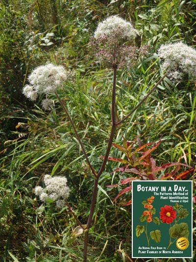 Norwegian angelica: Angelica archangelica.